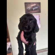 Cockapoo - Both
