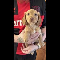 Cockapoo - Both