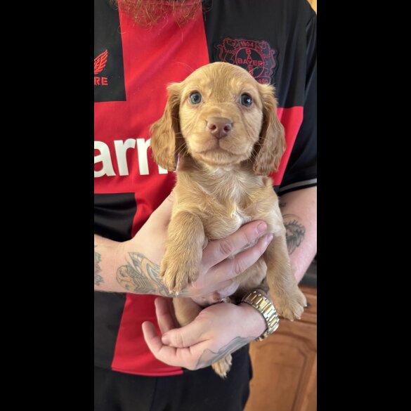 Cockapoo - Both