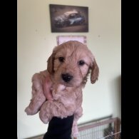 Cockapoo - Both