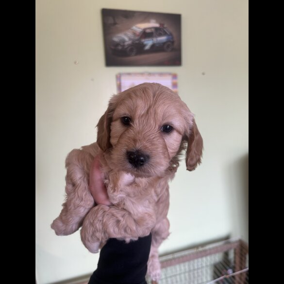 Cockapoo - Both