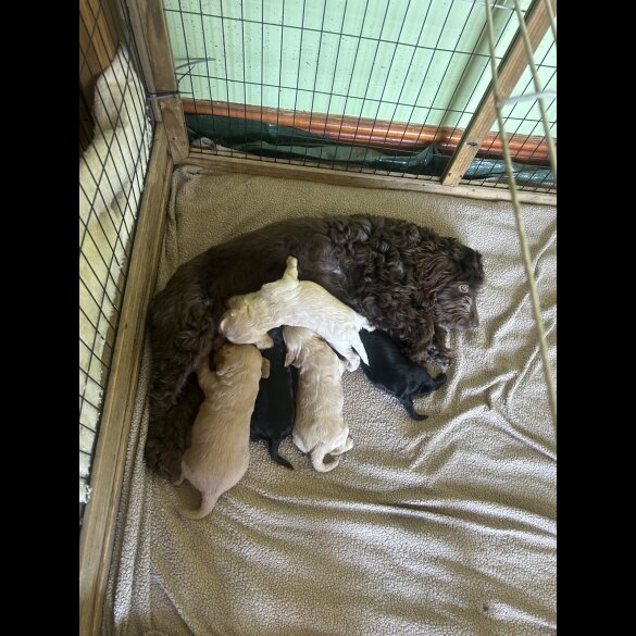 Cockapoo - Both
