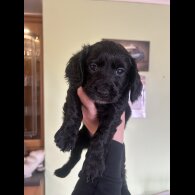Cockapoo - Both