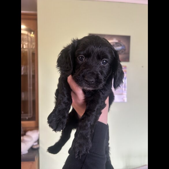 Cockapoo - Both