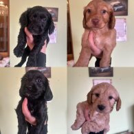 Cockapoo - Both