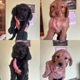Cockapoo - Both