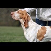 Bracco Italiano - Both