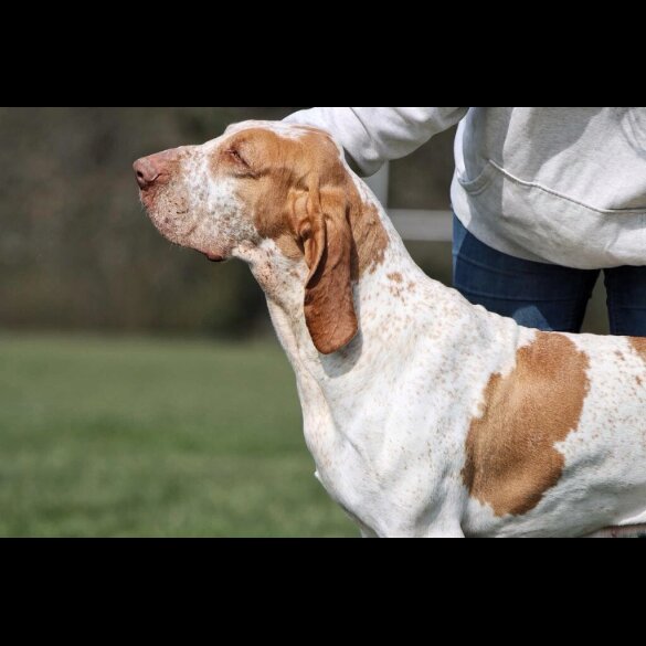 Bracco Italiano - Both