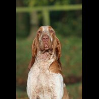 Bracco Italiano - Both