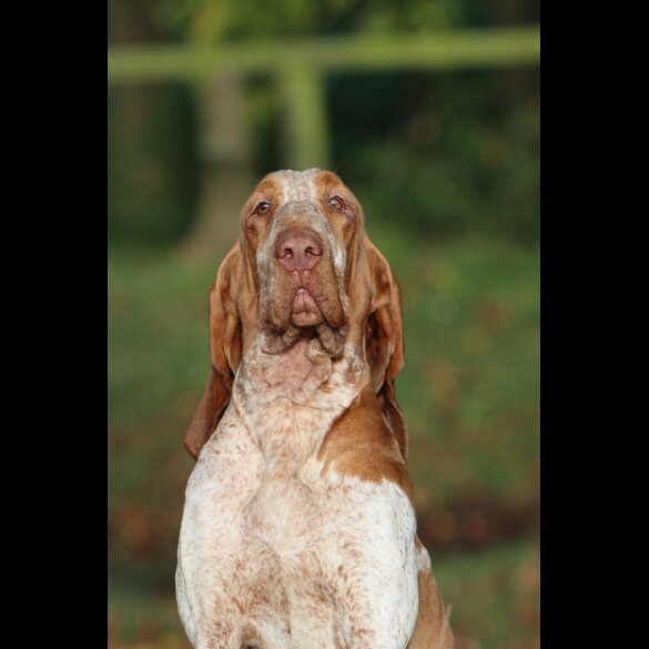 Bracco Italiano - Both