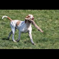 Bracco Italiano - Both