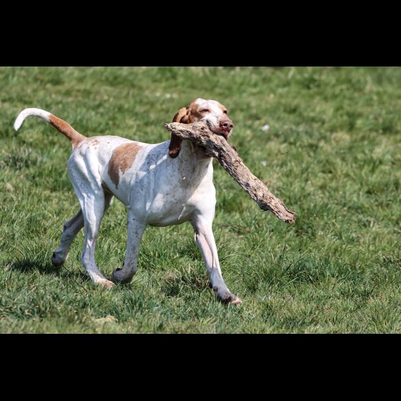 Bracco Italiano - Both