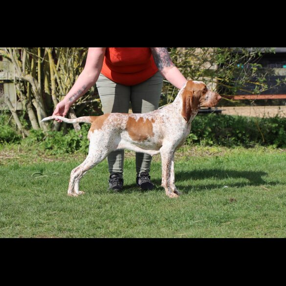 Bracco Italiano - Both