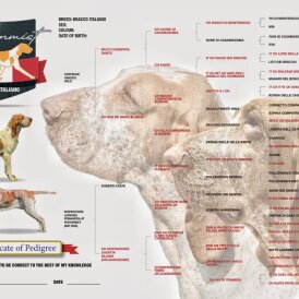 Bracco Italiano - Both