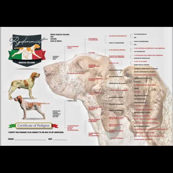 Bracco Italiano - Both