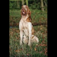 Bracco Italiano - Both