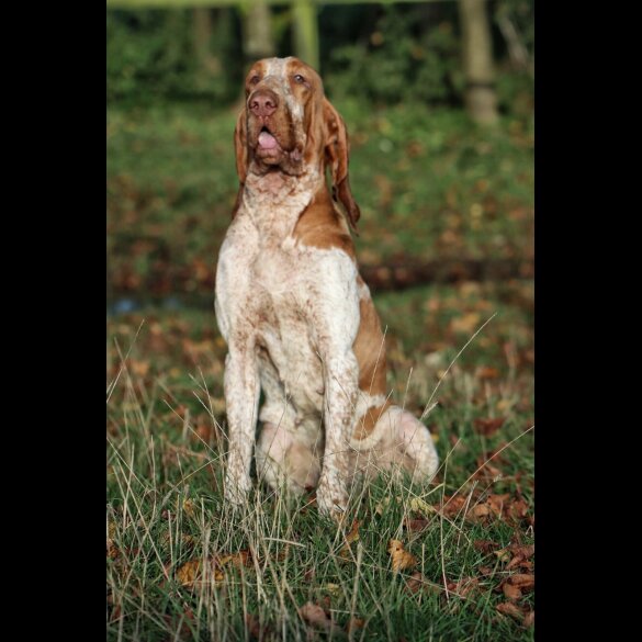 Bracco Italiano - Both