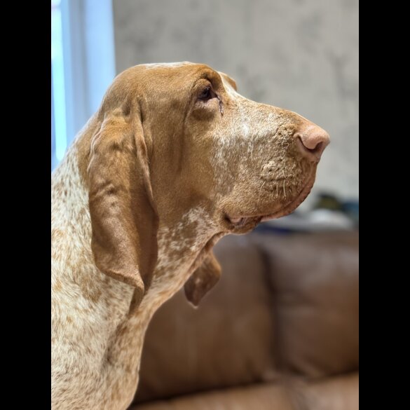Bracco Italiano - Both