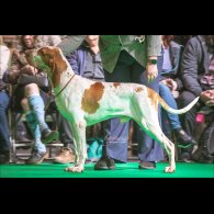 Bracco Italiano - Both