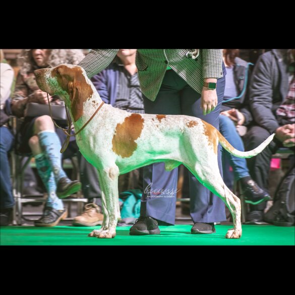 Bracco Italiano - Both