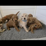 Goldendoodle - Both
