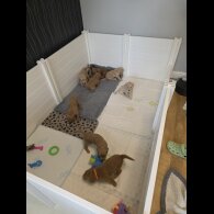 Goldendoodle - Both
