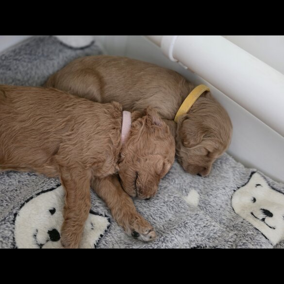 Goldendoodle - Both