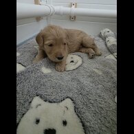 Goldendoodle - Both