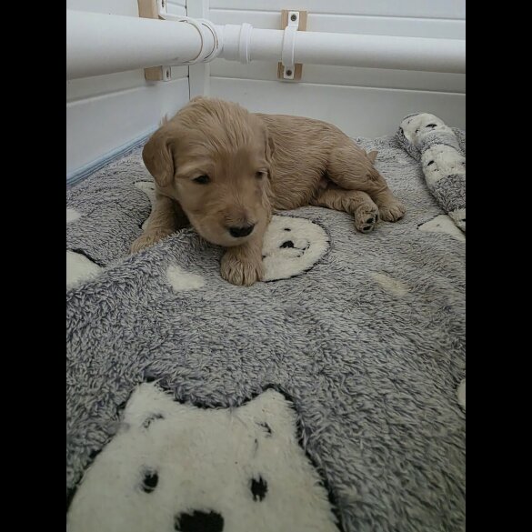 Goldendoodle - Both