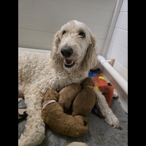 Goldendoodle - Both