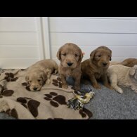 Goldendoodle - Both