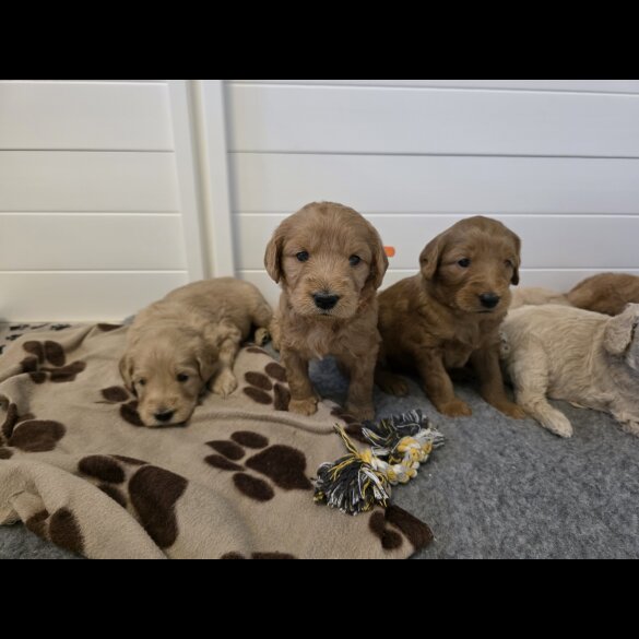 Goldendoodle - Both