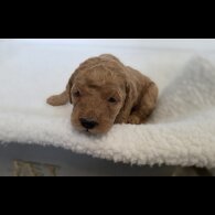 Goldendoodle - Both