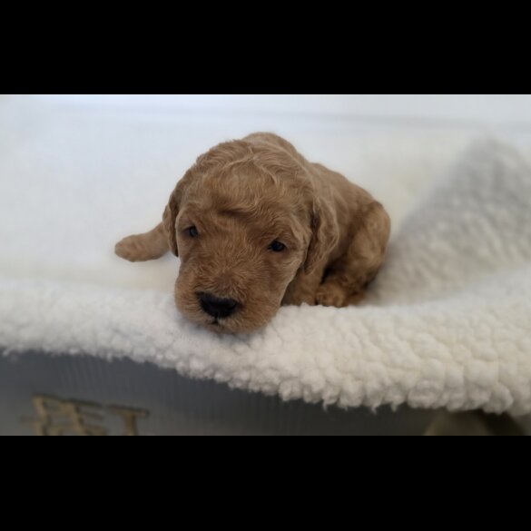 Goldendoodle - Both