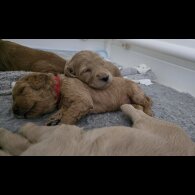 Goldendoodle - Both