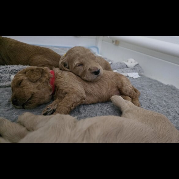 Goldendoodle - Both