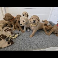 Goldendoodle - Both
