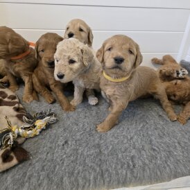 Goldendoodle - Both