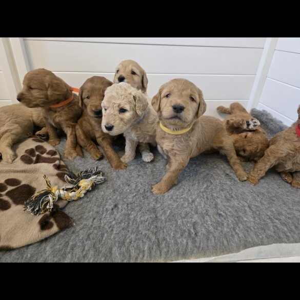 Goldendoodle - Both