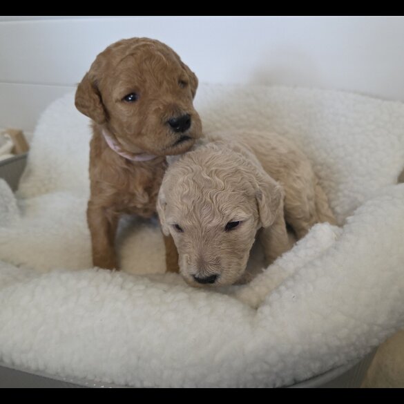 Goldendoodle - Both