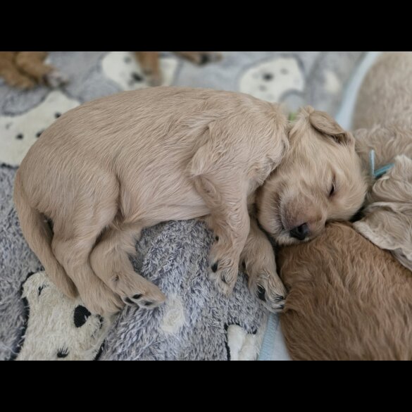 Goldendoodle - Both