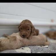 Goldendoodle - Both