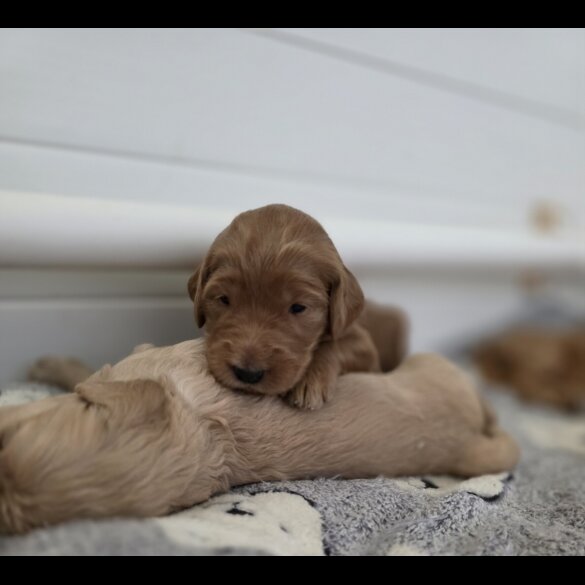 Goldendoodle - Both