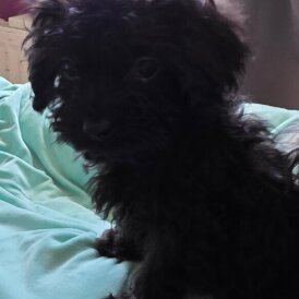 Mixed Breed - Both