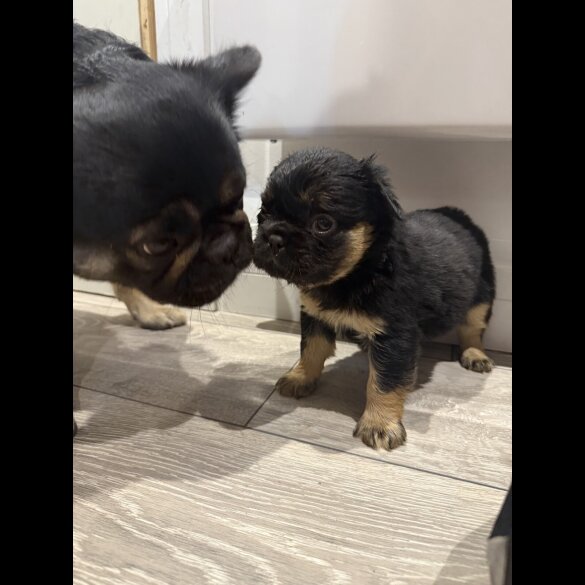 French Bulldog - Both