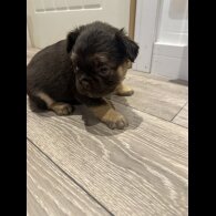 French Bulldog - Both