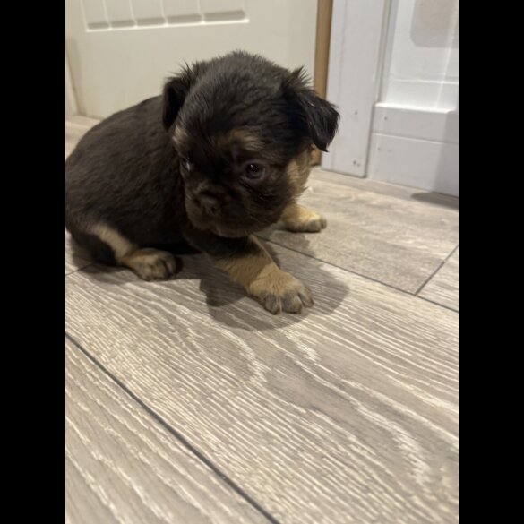 French Bulldog - Both
