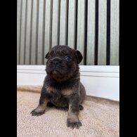 French Bulldog - Both