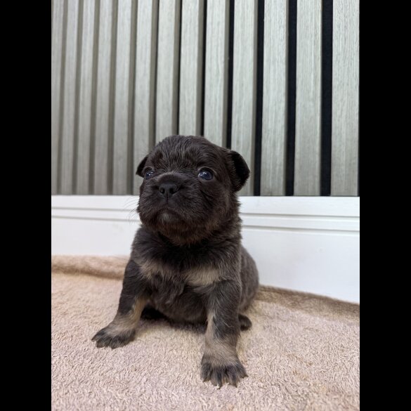French Bulldog - Both