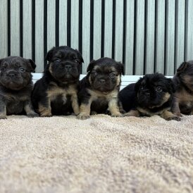 French Bulldog - Both